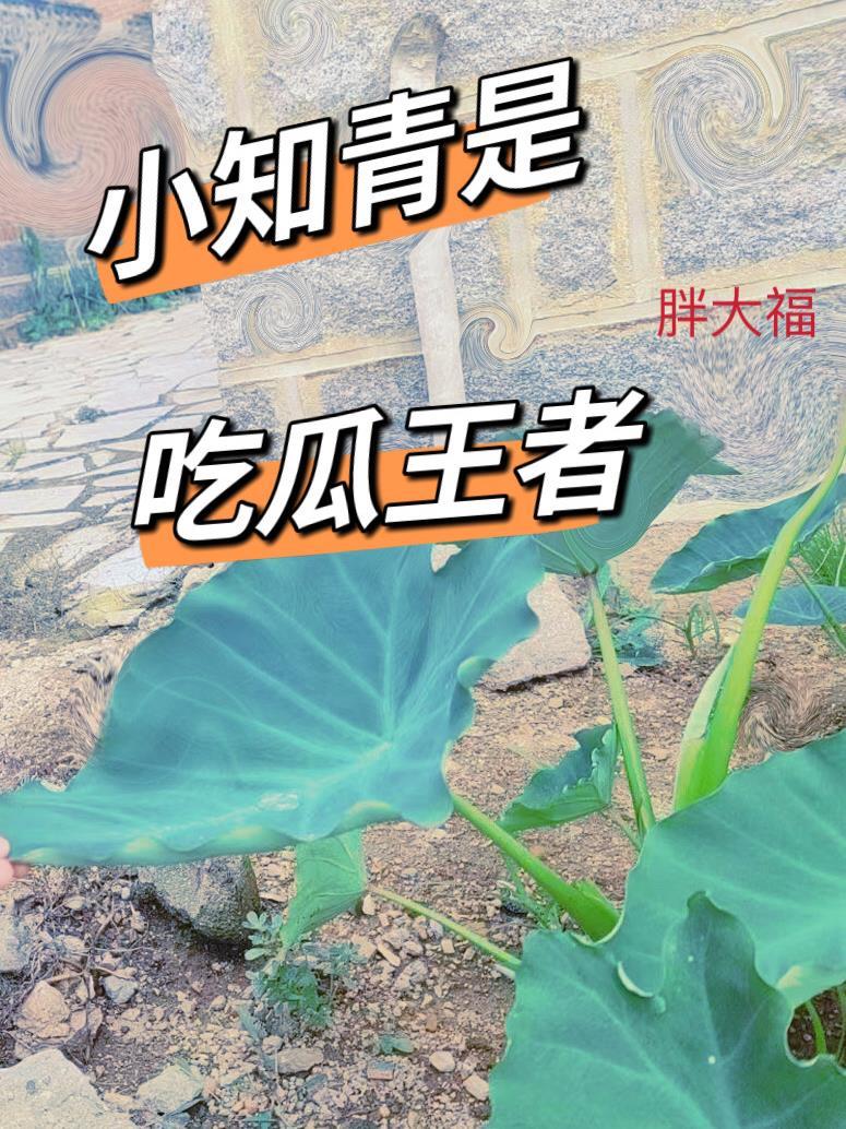 小知青是吃瓜王者的吗